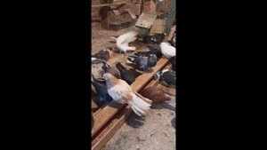 Высоко Летные Голуби!