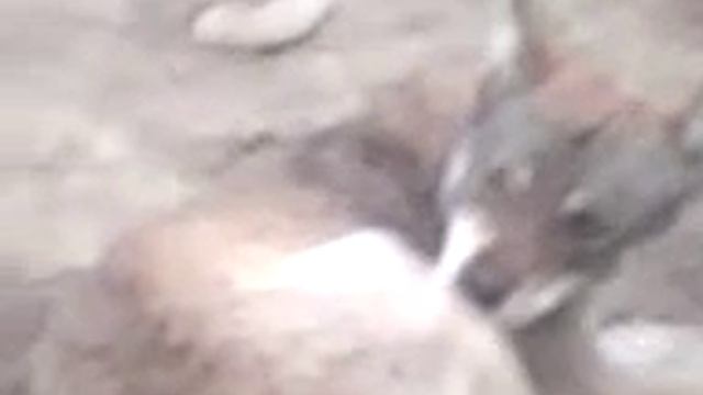 Гепард, волк и пятнистая гиена смотреть онлайн