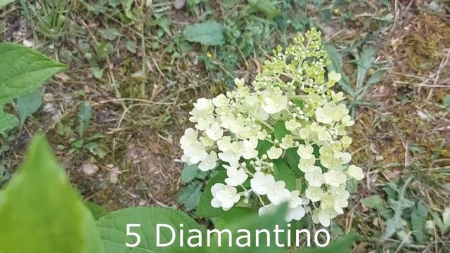 Конкурс метельчатых гортензий в саду.POLESTAR, PASTEL GREEN, LITTLE PASSION, LITTLE SPOOKY, GRAFFIT смотреть онлайн