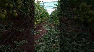 Томат на осень " Пинк-Буш"