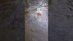 Учю как ловить мидий