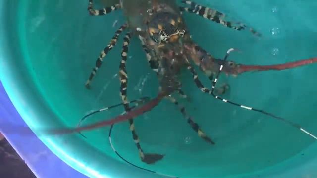 Лангуст смотреть онлайн