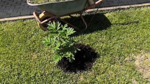 Высаживаем гибрид пион Бартзелла