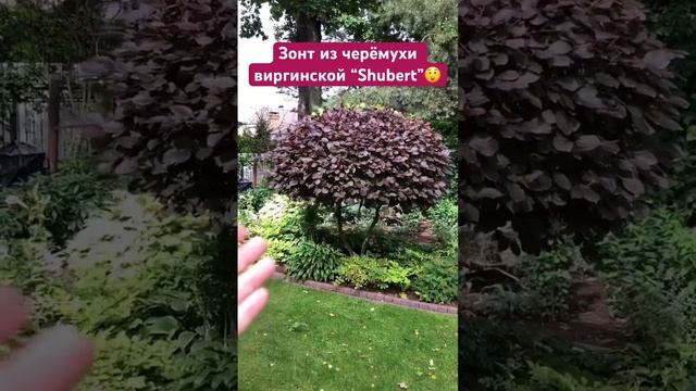 Зонт из черёмухи виргинской “Shubert” возможен??