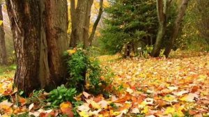 Eyyub Yaqubov - Осень