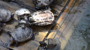 Как черепаха переворачивается со спины на лапы