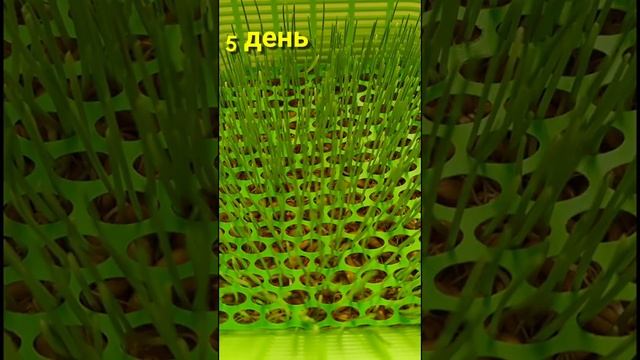 Зелёный газон для волнистых попугайчиков. За 7 дней, без грунта, из пшеницы и овса.