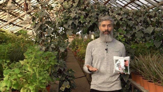 Антуриум и  спатифиллум идеально приживется с этим грунтом! Почвогрунт Пуршат