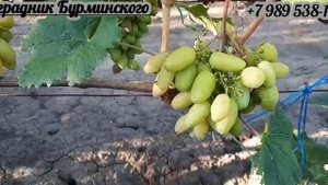 НОВИНКИ!!! ГФ. КВАРТЕТ, БЕЛАЯ ЛЕДИ.(Калугин В.М.).