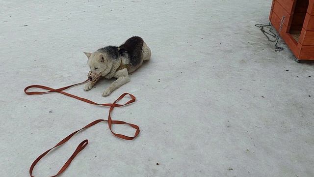 Дрессировка собак в Барнауле. Пройден второй уровень команды  лежать.