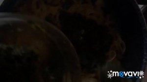 #Соус из замороженного шпината