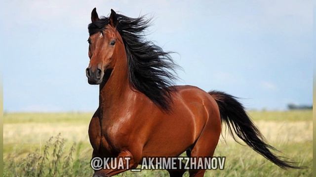 Мыңбасы аталған Жамбас айғыр жайлы хикая