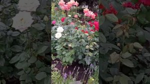 ?Розы Моника Беллуччи, Принцесса Шарлен де Монако и другие ?после дождя.?????