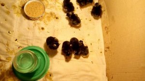 Вылупились цыплята -Доминант 109.