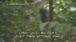 Long-tailed macaque in Bukit Timah National Park - Singapore