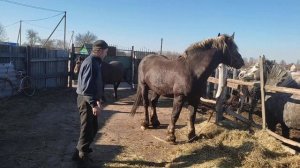 Вывели жеребца для Вишни