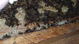 Плюсы и минусы зимовки пчел в омшанике