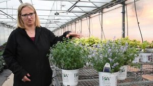 Nepeta Cat's Meow vs Cat's Pajamas | Walters Gardens