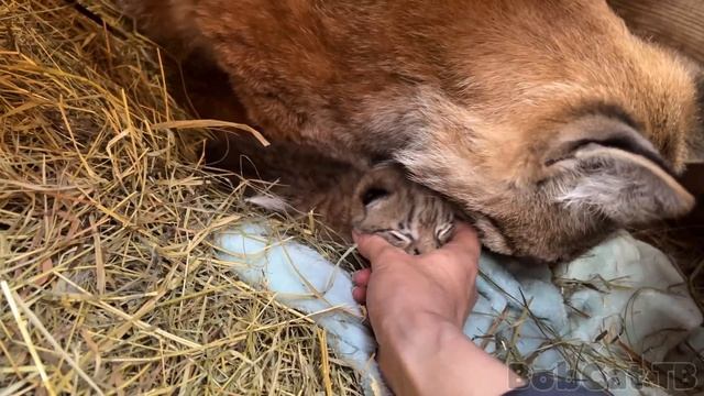 РЫСЯТА Умки ОТКРЫВАЮТ ГЛАЗА / Рысь Ханна в шоке от орущих котят смотреть онлайн