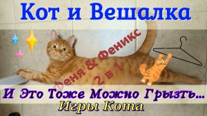 Кот и Вешалка. Кот Феня, он же Феникс