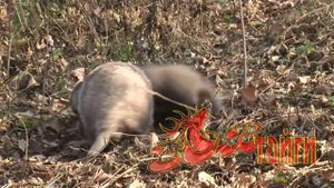 "Битва барсуков" ; "Badger fight"