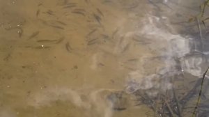 Плавающая в прозрачной воде Ладожского озера рыба. Успокаивает и расслабляет.