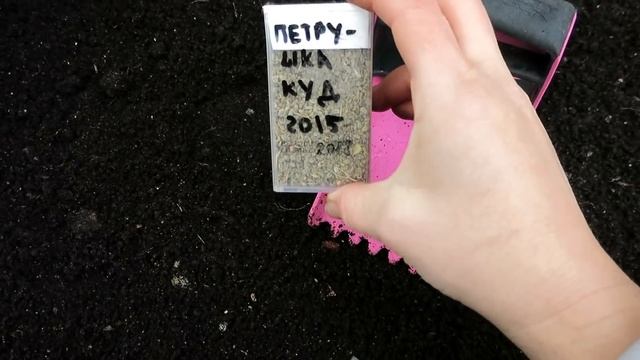 Посадка под зиму. Мое мнение и результаты эксперимента с петрушкой смотреть онлайн