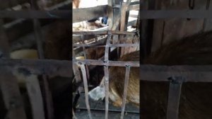 преспособа для кастрации вдействии