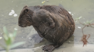 На рыбалке встретили наглого бобра