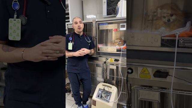 Эндокардиоз митрального клапана у мелких пород собак