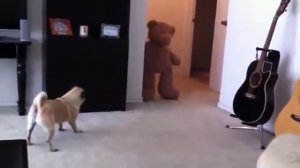 Мопс сильно испугался плюшевого медведя