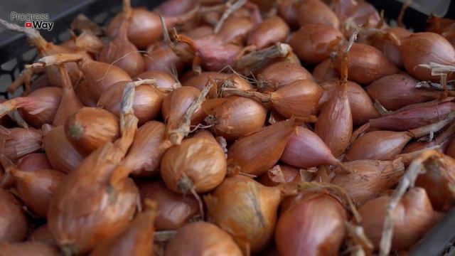 Когда Вижу На Луке Такое То Сразу Выкапываю! Уборка Репчатого Лука, Подготовка К Хранению! смотреть онлайн