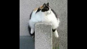 Ты мой миленький, хорошенький, мой котик!