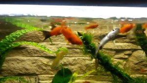 Пробуем поместить речную рыбку ГОЛЬЯН (лат. Phoxinus) в аквариум с аквариумными рыбками