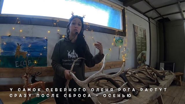 Онлайн экскурсия про рога (Оленья Ферма "Усадьба Судимиръ") смотреть онлайн