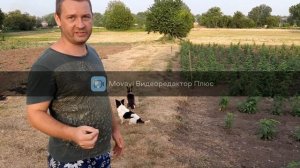 Обзор малины Харитейдж 2020год