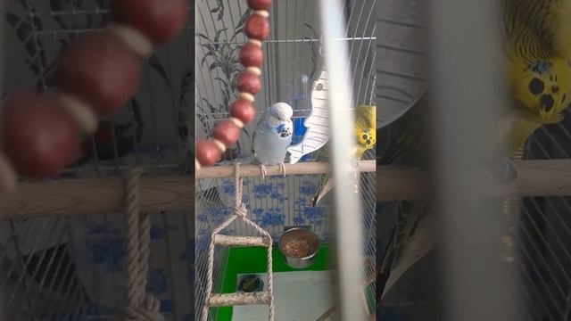 Выставочный волнистый попугай