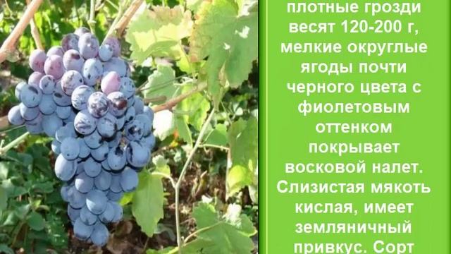 Сорта винограда для Средней полосы России смотреть онлайн
