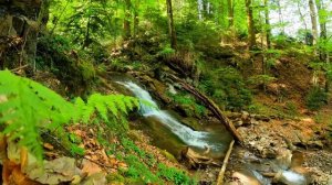 Relaxing Forest Sounds with Birdsong and River Stream _ Study, Meditation, Sleep _ Nature Ambience
