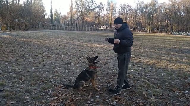 КАК НАУЧИТЬ НЕМЕЦКУЮ ОВЧАРКУ СИДЕТЬ ЛЕЖАТЬ СТОЯТЬ | ДРЕССИРОВКА СОБАК