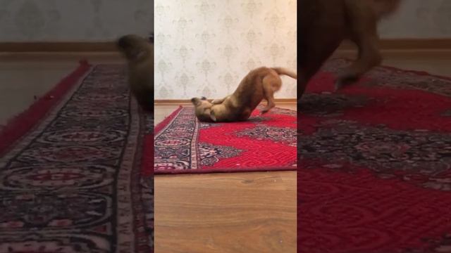 Каждый раз после ванной муха ведёт себя так смотреть онлайн