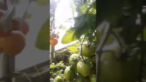 Сорт томатов "Златава". Обзор в теплице