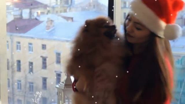 Плюсы и минусы померанского шпица