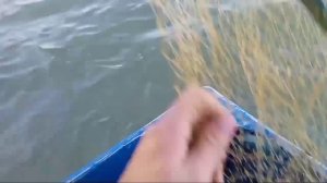 Жирные сомики разгибают крючки! Рыбалка на Старой Кубани.