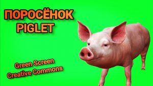 Поросёнок Green Screen футаж. Хромакей анимация свинья на зелёном фоне.
