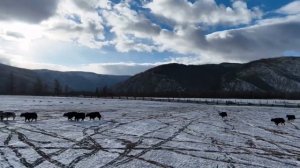 Бурятия. Окинский район. Яки-2022.