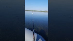 лодка prima virage 240c