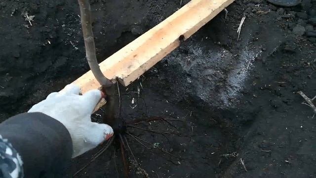 Осенняя посадка саженца грецкого ореха.