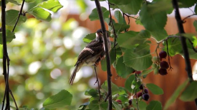 Мой маленький питомец по кличке Чирик смотреть онлайн