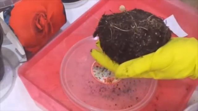 Клубни бегоний проснулись слишком рано Что делать? смотреть онлайн